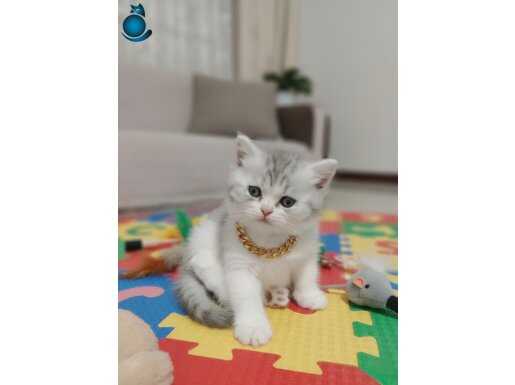British Shorthair Prensesi: Gümüş Desenli Güzellik