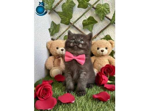 ÇİKOLATALI AYICIK BEBEK DİŞİ BRİTİSH 