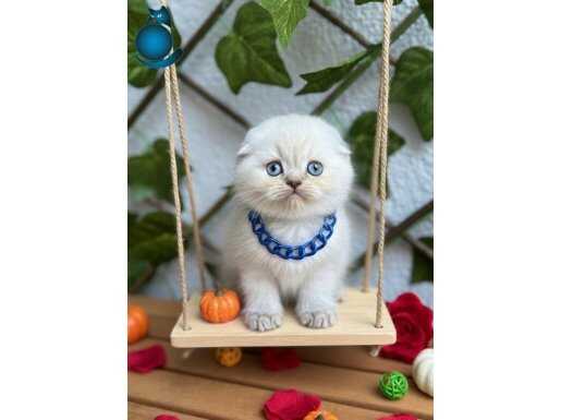 AYICIK SURATLI ERKEK SEVİMLİ PATİLERİM