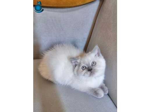 DİŞİ BONCUK BLUEPOİNT BEBEMİZ