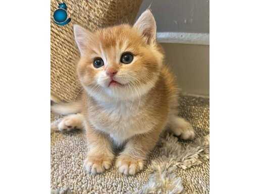 UYGUNA NY12 GOLDEN ERKEK SAFKAN YAVRUMUZ ANNE BABA ŞCRLİ 