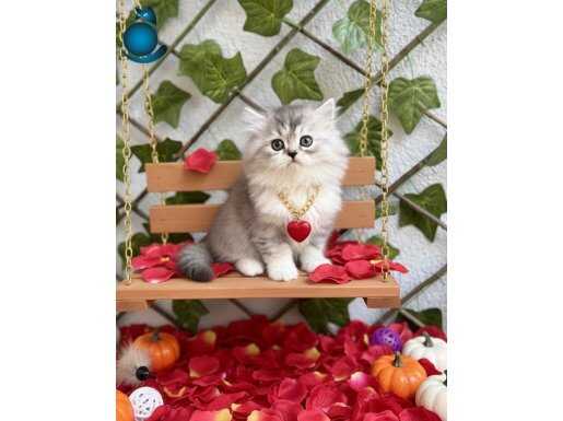 HAYRAN OLURSUNUZ LONGHAİR SİLVER BEBEK