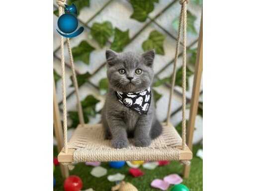 PANDA SURATLIM DİŞİ ERKEK BRİTİSH SHORTHAİR 