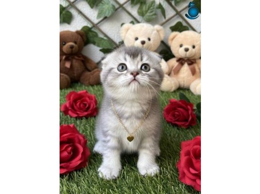 ÜCRETSİZ SAHİPLENDİRME ÇOK İYİ BAKACAK BİR AİLE ARIYORUM