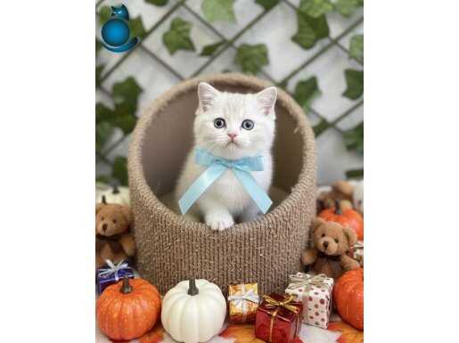 BONCUK GÖZLÜ YAKIŞIKLI BRITISH BEBEK