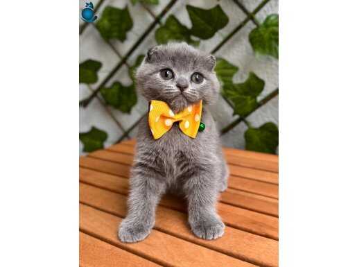 O BİR BİBLO BEBEK ERKEK YAVRUMUZ