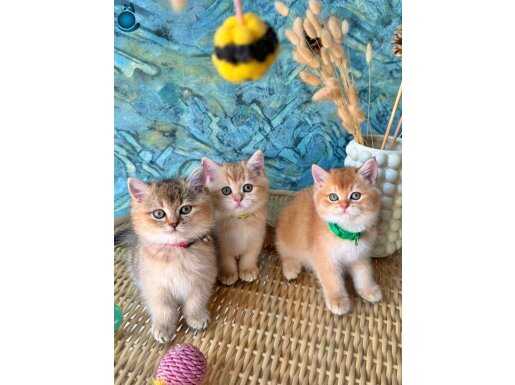 GOLDEN BEBELER DİŞİ ERKEK