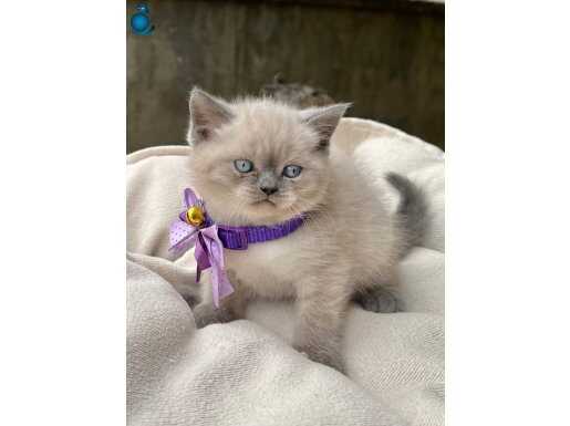 Maviş Bluepoint British Shorthair 