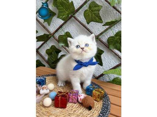Mavi Papyonlu ve Altın Kolyeli British Shorthair Bebekler