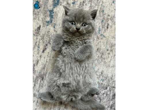 AYI SURAT BLUE YAKIŞIKLI BRİTİSH