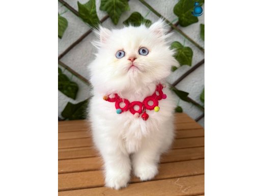 KARBEYAZI MAVİŞ GÖZLÜ DİŞİ VE ERKEK BRİTİSH BEBEKLER