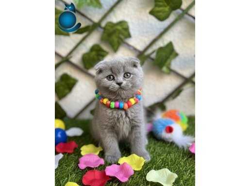 A KALİTE TOP SURAT DİŞİ SCOTTİSH BEBEMİZ 