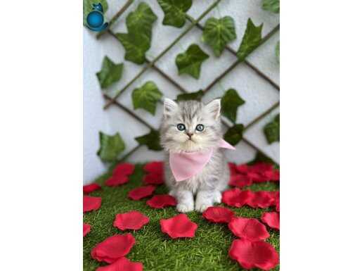 GĞZELLER GÜZELİ DİŞİ BRİTİSH BEBEK