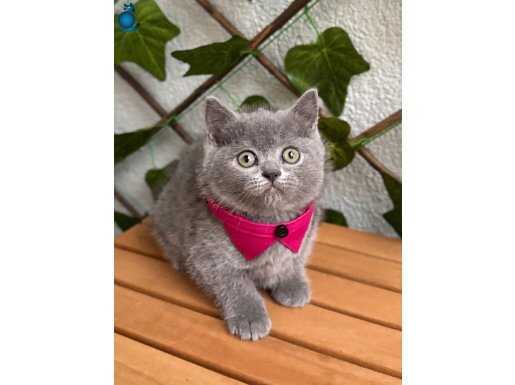 KARA KAŞLI KARA GÖZLÜ DİŞİ BRİTİSH