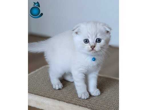 BONCUK GÖZLÜ YAKIŞIKLI SCOTİSH BEBE