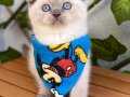 Mavişimiz Erkek Scottish Fold Bebek 