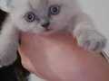 DİŞİ BLUEPOİNT SCOTTİSH FOLD BEBE