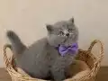 LILAC GRİ VE BLUEPOİNT DİŞİ ERKEK YAVRULAR