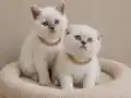 İÇ DIŞ PARAZİTLİ DİŞİ ERKEK SAĞLIKLI BEBELER