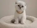 İÇ DIŞ PARAZİTLİ DİŞİ ERKEK SAĞLIKLI BEBELER