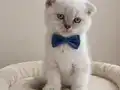 İÇ DIŞ PARAZİTLİ DİŞİ ERKEK SAĞLIKLI BEBELER