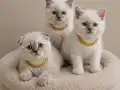 İÇ DIŞ PARAZİTLİ DİŞİ ERKEK SAĞLIKLI BEBELER
