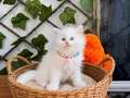 KARBEYAZI BONCUK GÖZLÜ DİŞİ VE ERKEK BEBELER 
