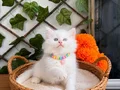 KARBEYAZI BONCUK GÖZLÜ DİŞİ VE ERKEK BEBELER 