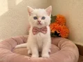 KARBEYAZI BONCUK GÖZLÜ DİŞİ VE ERKEK BEBELER 