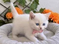 KARBEYAZI BONCUK GÖZLÜ DİŞİ VE ERKEK BEBELER 