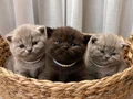 ÇİKOLATA RENK VE LİLAC BRİTİSH BEBELER