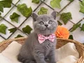 DİŞİ VE ERKEK BRİTİSH SAFKAN BEBEKLER