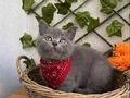 DİŞİ VE ERKEK BRİTİSH SAFKAN BEBEKLER