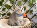 DİŞİ VE ERKEK BRİTİSH SAFKAN BEBEKLER