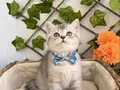 DİŞİ VE ERKEK BRİTİSH SAFKAN BEBEKLER
