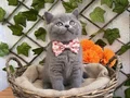 DİŞİ VE ERKEK BRİTİSH SAFKAN BEBEKLER