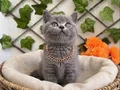 DİŞİ VE ERKEK BRİTİSH SAFKAN BEBEKLER