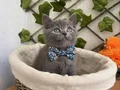 DİŞİ VE ERKEK BRİTİSH SAFKAN BEBEKLER