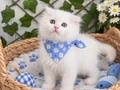 BEMBEYAZ ERKEK SCOTİSH POFUDUK BEBEK