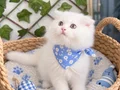 BEMBEYAZ ERKEK SCOTİSH POFUDUK BEBEK