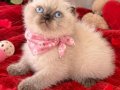 YOK BÖYLE GÜZELLİK DİŞİ BLUEPOİNT BEBEĞİM