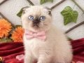 YOK BÖYLE GÜZELLİK DİŞİ BLUEPOİNT BEBEĞİM