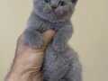 BEBEK SURAT DİŞİ BRİTİSH SHORTHAİR 