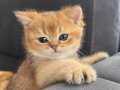 SAFKAN GOLDEN BRİTİSH SHORTHAİR 