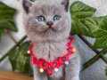 Tombik Surat Erkek British Shorthair 
