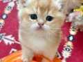 GOLDEN BRİTİSH SHORTHAİR BEBEĞİMİZ 