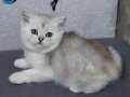 SAFKAN DİŞİ ERKEK SİLVER BRİTİSH SHORTHAİR 