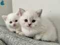 BRİTİSH SHORTHAİR 2 ERKEK 1 DİŞİ BEBELER