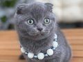 BİBLO SURAT SAĞLIKLI SCOTTİSH FOLD BEBE 