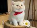 BEMBEYAZ PAMUK GİBİ BRİTİSH SHORTHAİR 